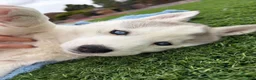 Siberian Husky dogs for sale:  Valkiera - Ad 5