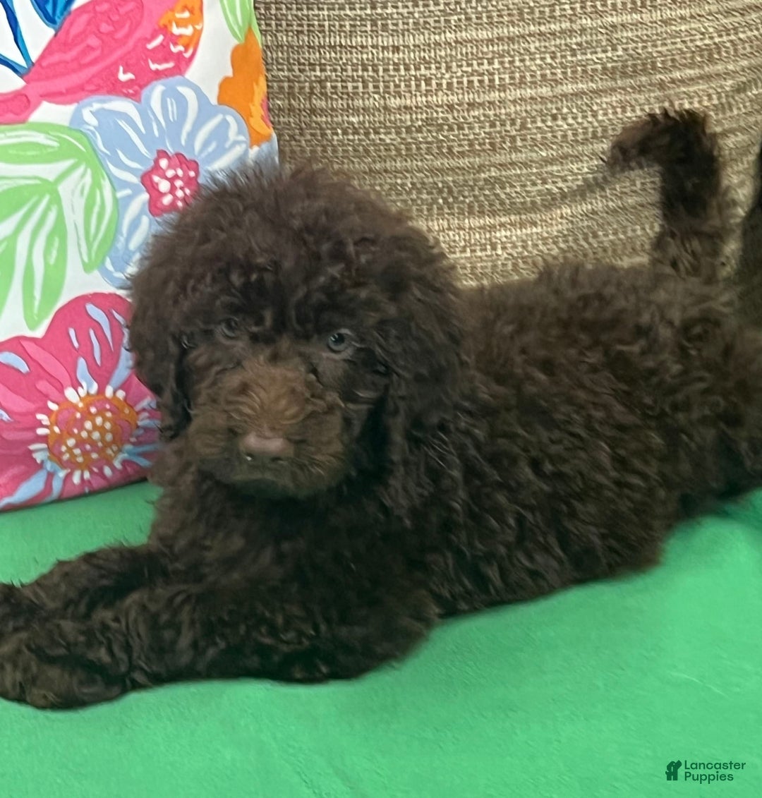 Miniature All That Labradoodles And Standard Poodles Mini