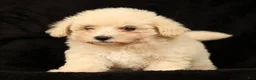 Maltipoo dogs for sale: Chloe - Ad 6