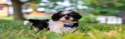Shih Tzu dogs for sale: Ray - Ad 3