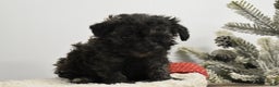 Toy Poodle dogs for sale: Brockton - Ad 1