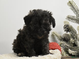 Toy Poodle dogs Brockton - Ad 8