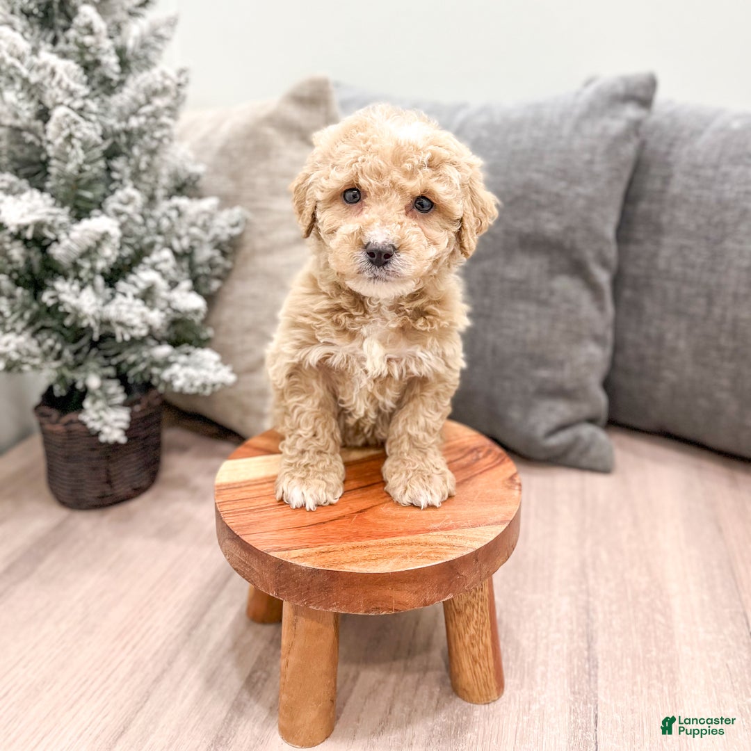 Goldendoodle dogs for sale: Bella - Ad 4
