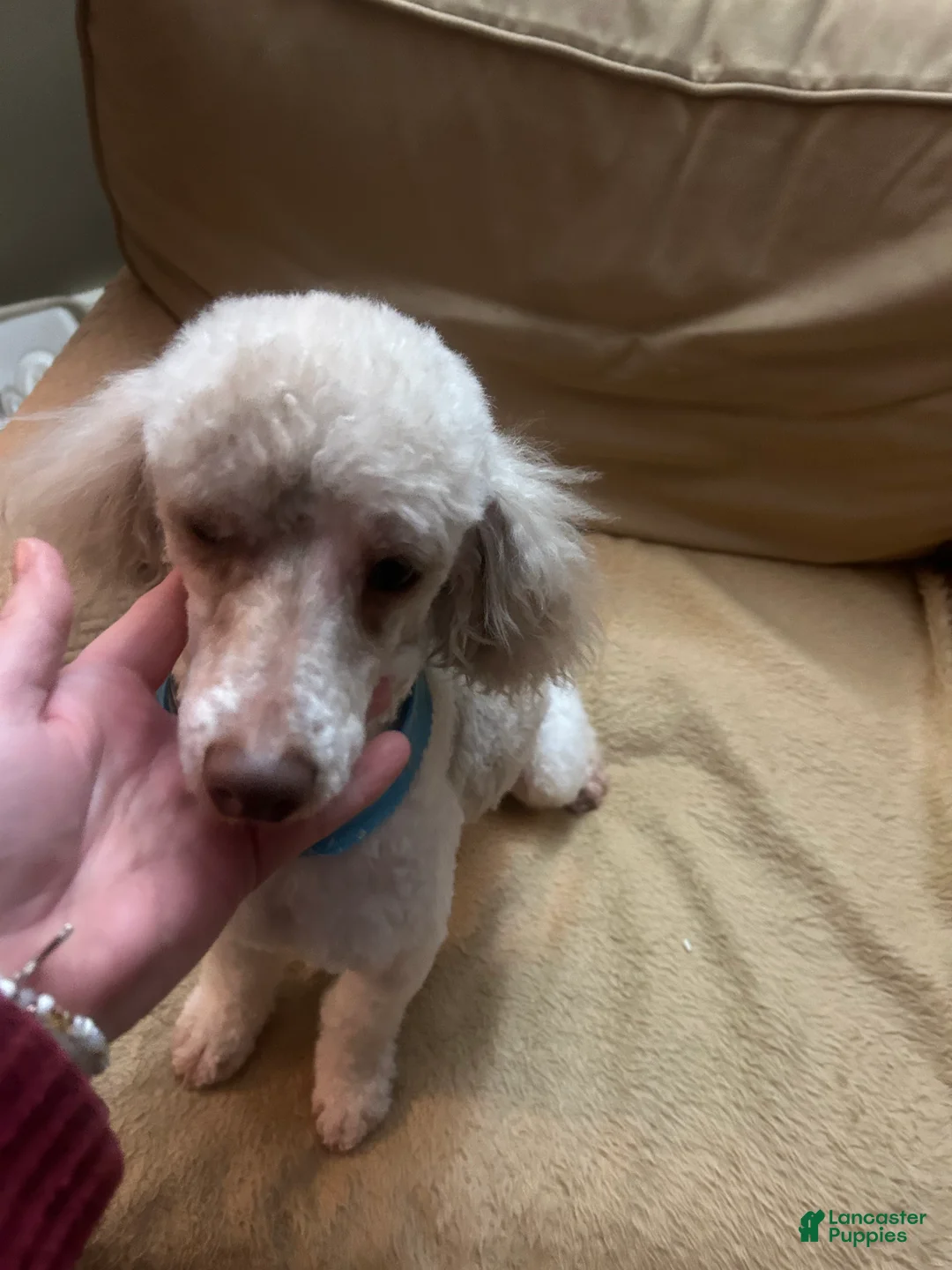 Mini Aussiedoodle dogs for sale: Mini Aussiedoodle 1 - Ad 10