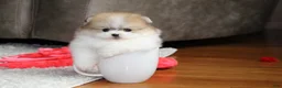 Pomeranian dogs for sale: Teacup Preston - Ad 16