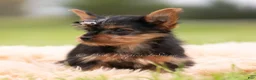 Yorkshire Terrier dogs for sale: Sparky - Ad 6