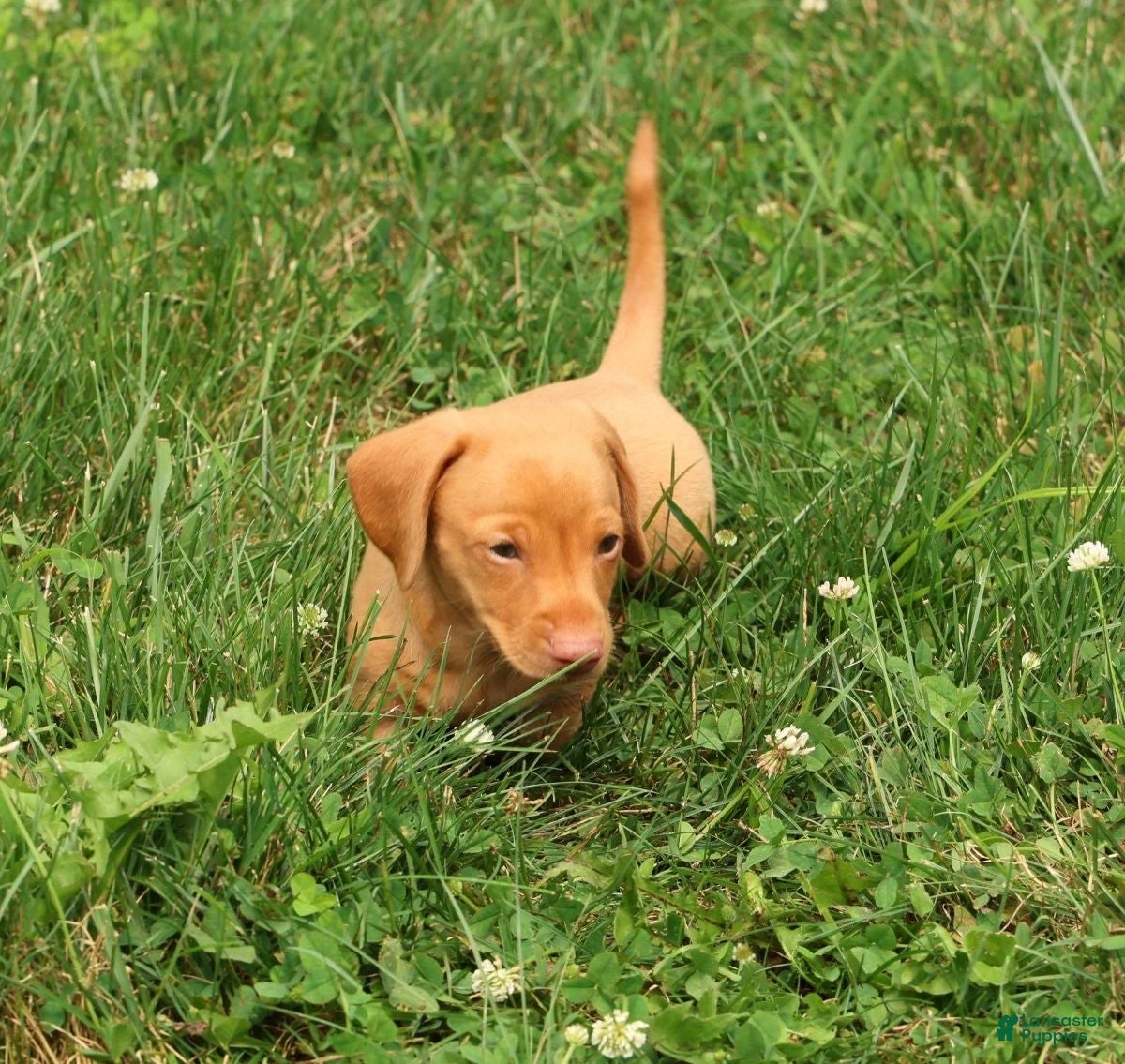Miniature Dachshund dogs Rocky - Ad 2