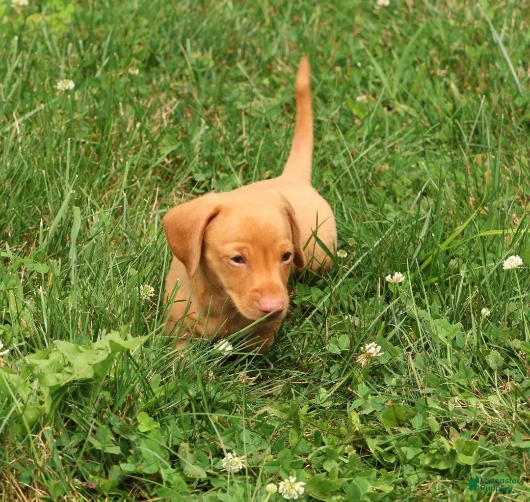 Miniature Dachshund dogs for sale: Rocky - Ad 2