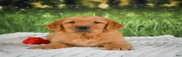 Golden Retriever dogs for sale: Jasper - Ad 4