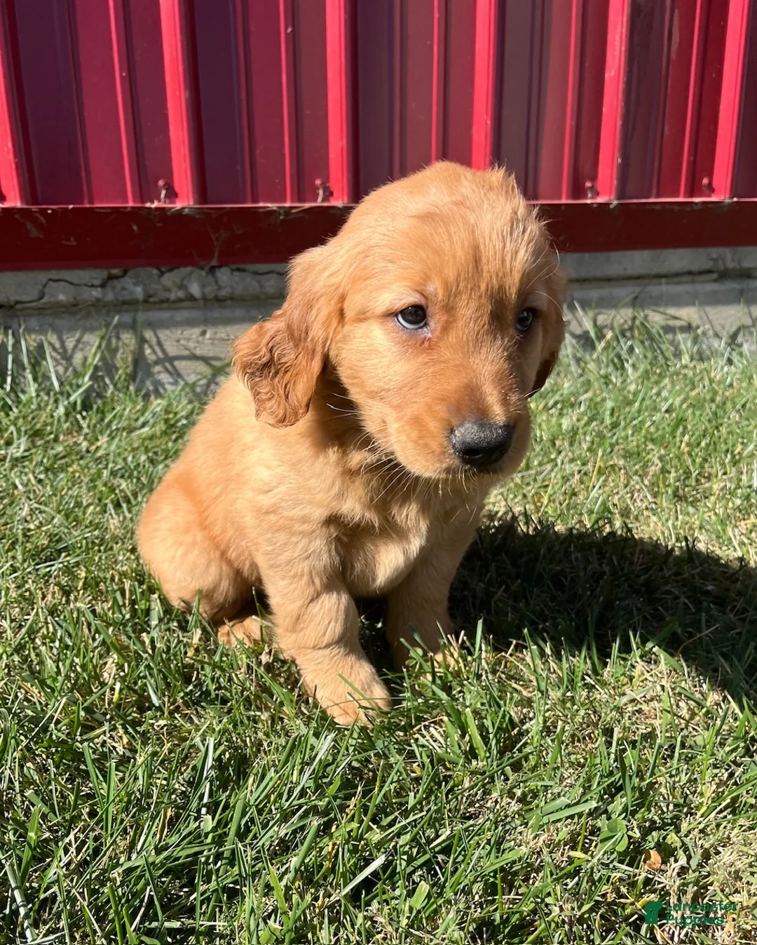 Golden Retriever dogs for sale: Emma - Ad 1