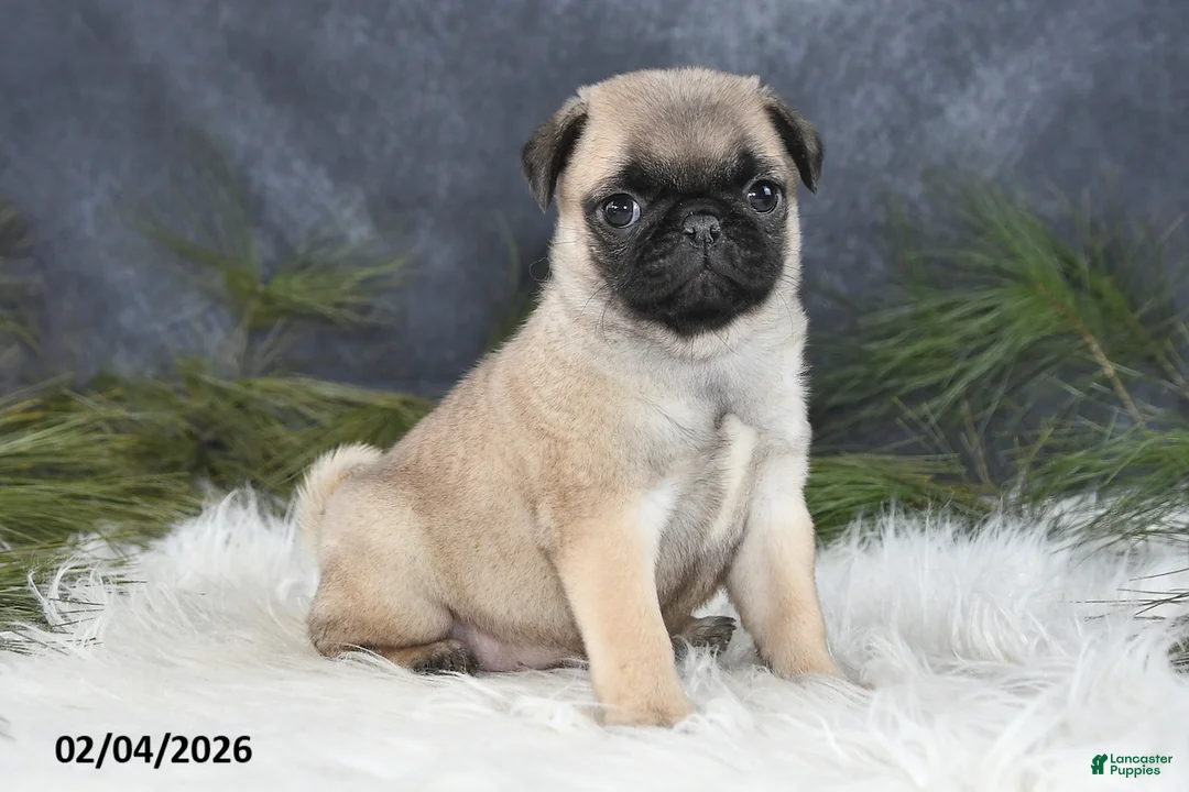 Pug dogs for sale: Dianna - Ad 3