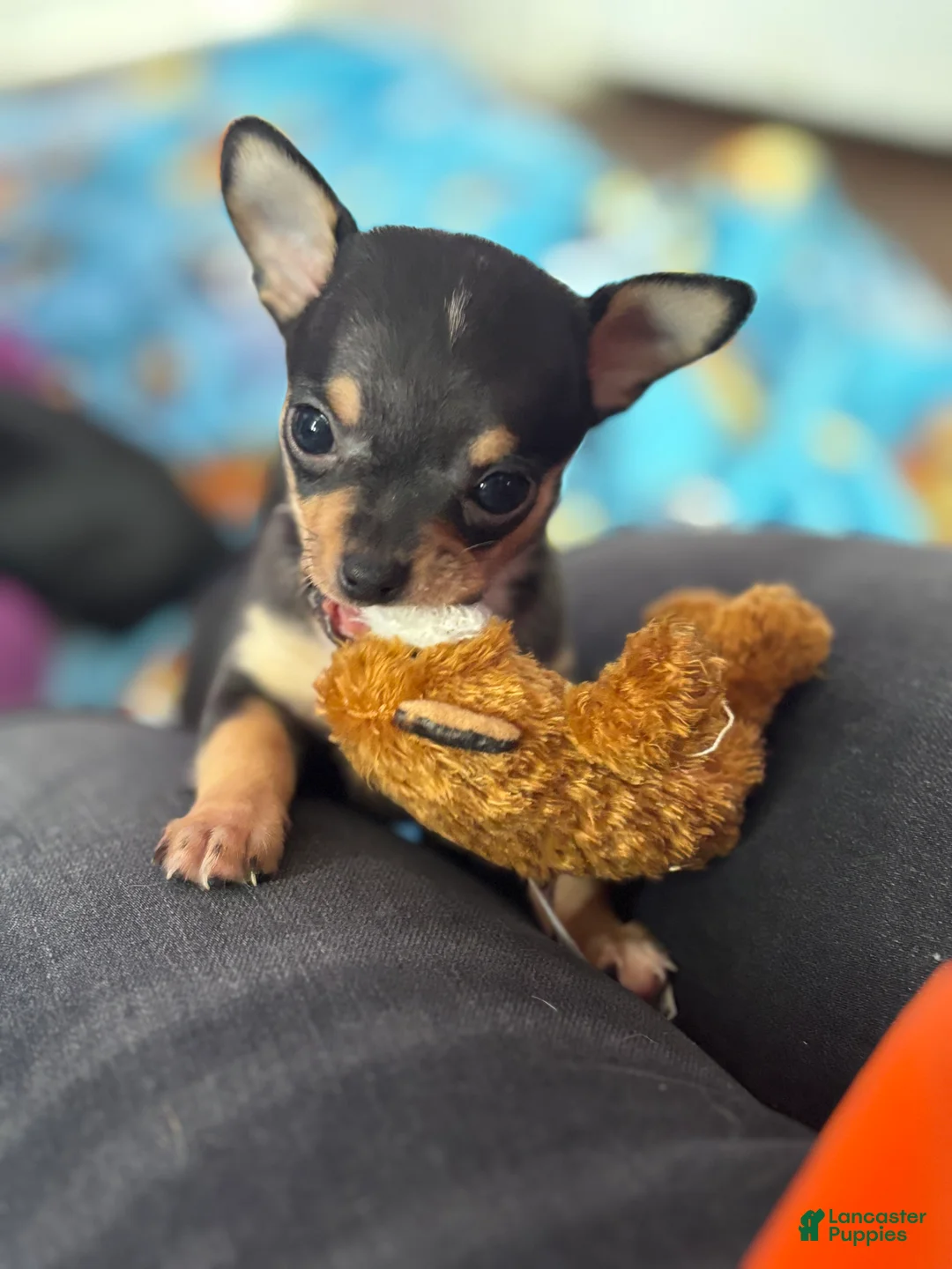 Chihuahua dogs for sale: Chihuahua Puppy 2 - Ad 1
