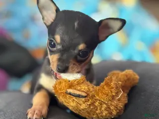 Chihuahua dogs Chihuahua Puppy 2 - Ad 26