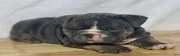 English Bulldog dogs for sale: Fiona  - Ad 4