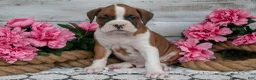 Boxer dogs for sale: Owen - Ad 3