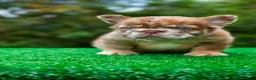 French Bulldog dogs for sale: "CINDERELLA"- LUXURY Rojo Merle Fluffy in Cali. US Delivery & Financing - Ad 4