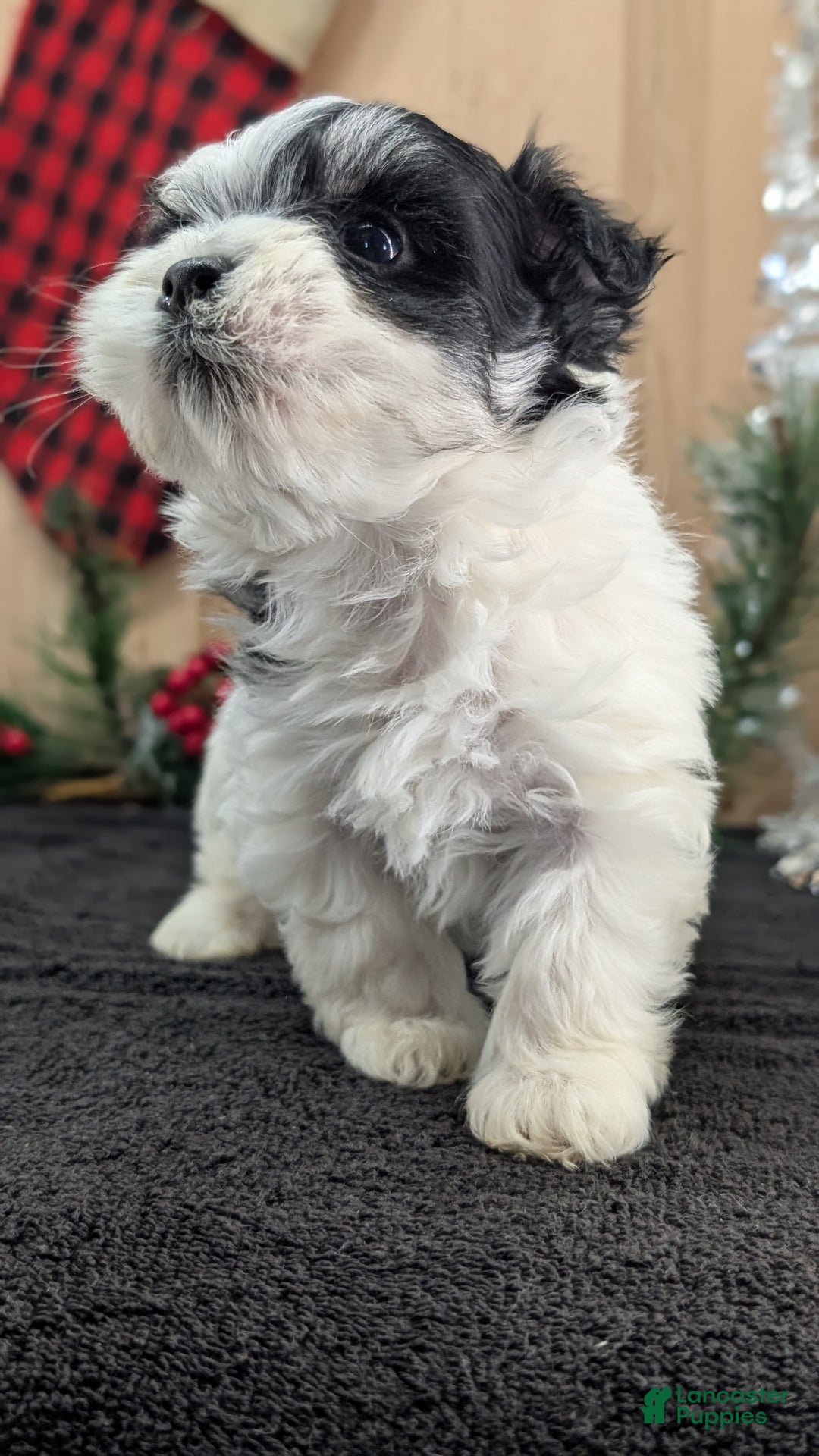 Havanese dogs for sale: Ziggy  - Ad 7