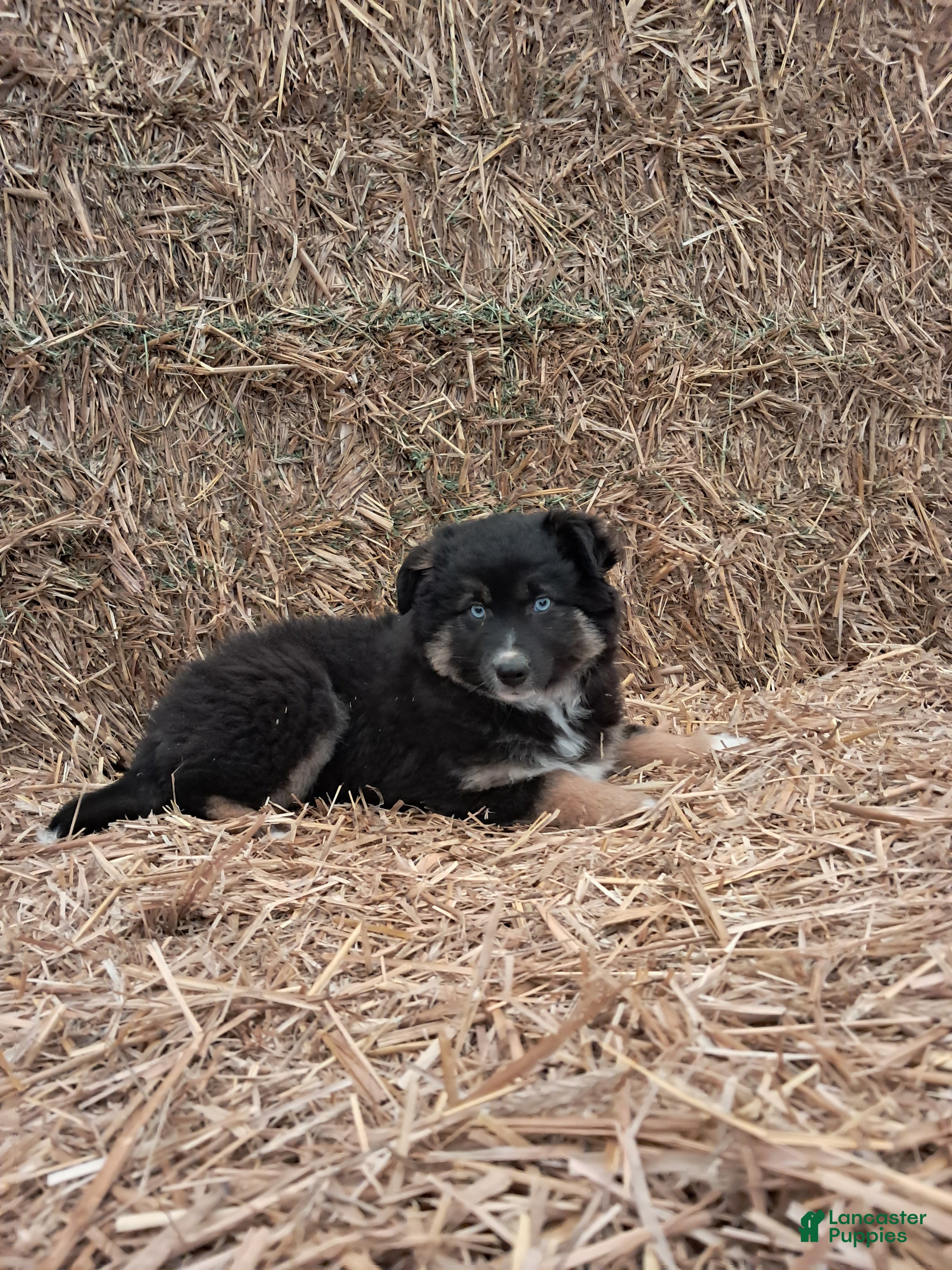 Miniature Australian Shepherd dogs Miniature Australian Shepherd Puppy 1 - Ad 1