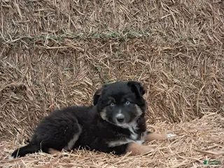 Miniature Australian Shepherd dogs for sale: Miniature Australian Shepherd Puppy 1 - Ad 1