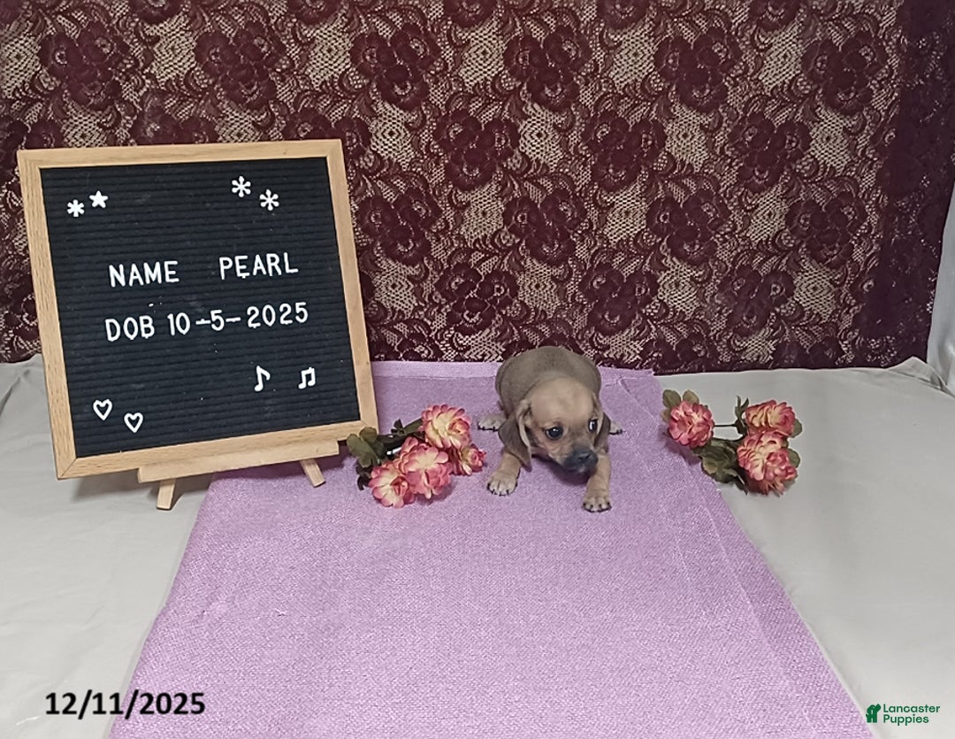 Puggle dogs for sale: Pearl - Ad 2