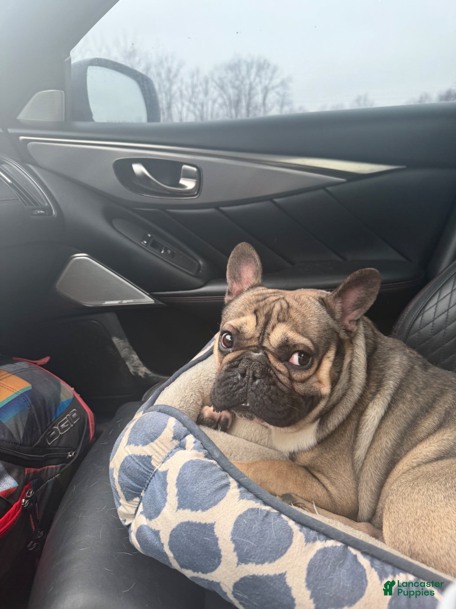 French Bulldog dogs Hades  - Ad 1