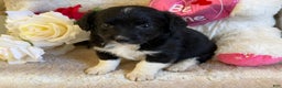 Mixed Breed dogs for sale: Juliet - Ad 4