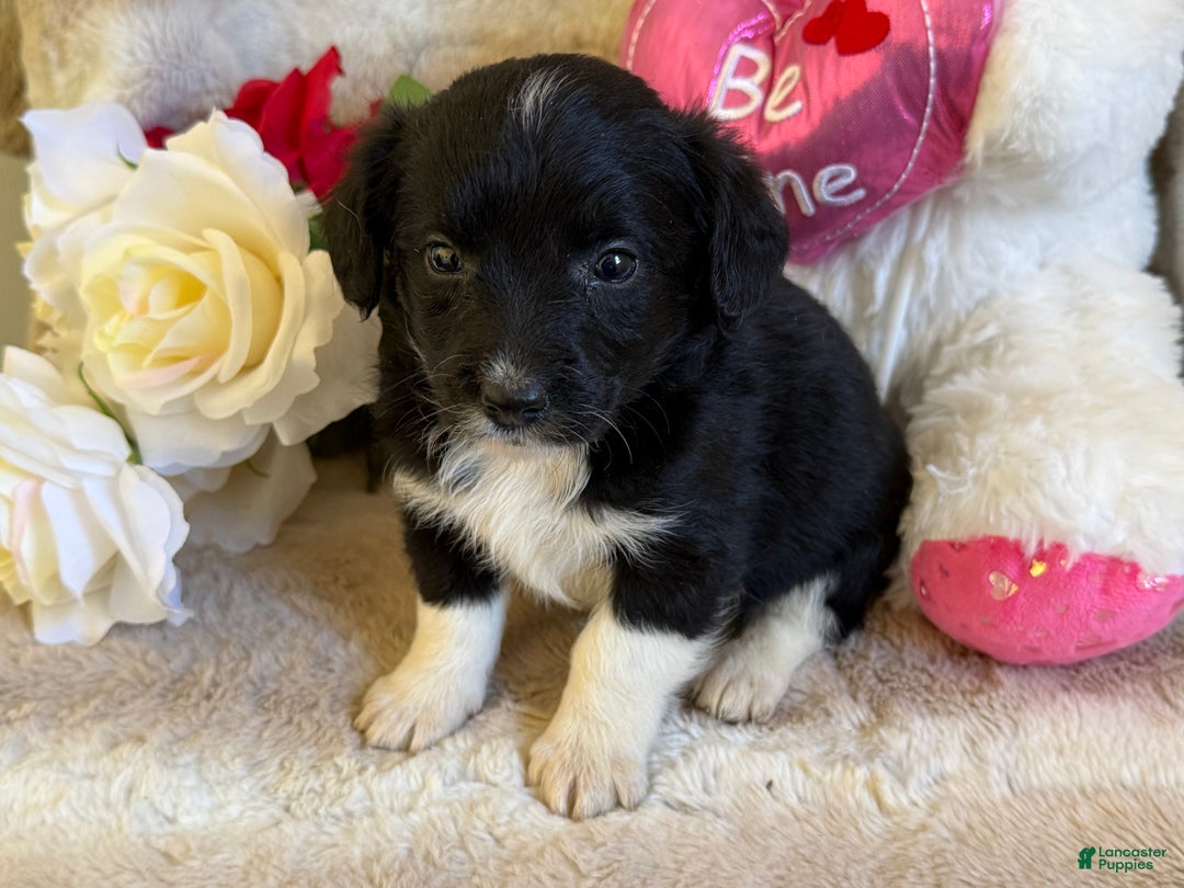 Mixed Breed dogs for sale: Juliet - Ad 4