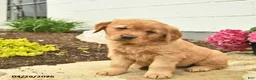 Golden Retriever dogs for sale: Cassie   - Ad 3