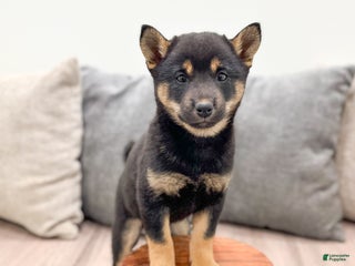 Shiba Inu dogs Leslie - Ad 22