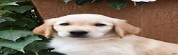 Golden Retriever dogs for sale: Ruby - Ad 5