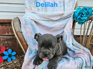 Olde English Bulldogge dogs Delilah - Ad 2