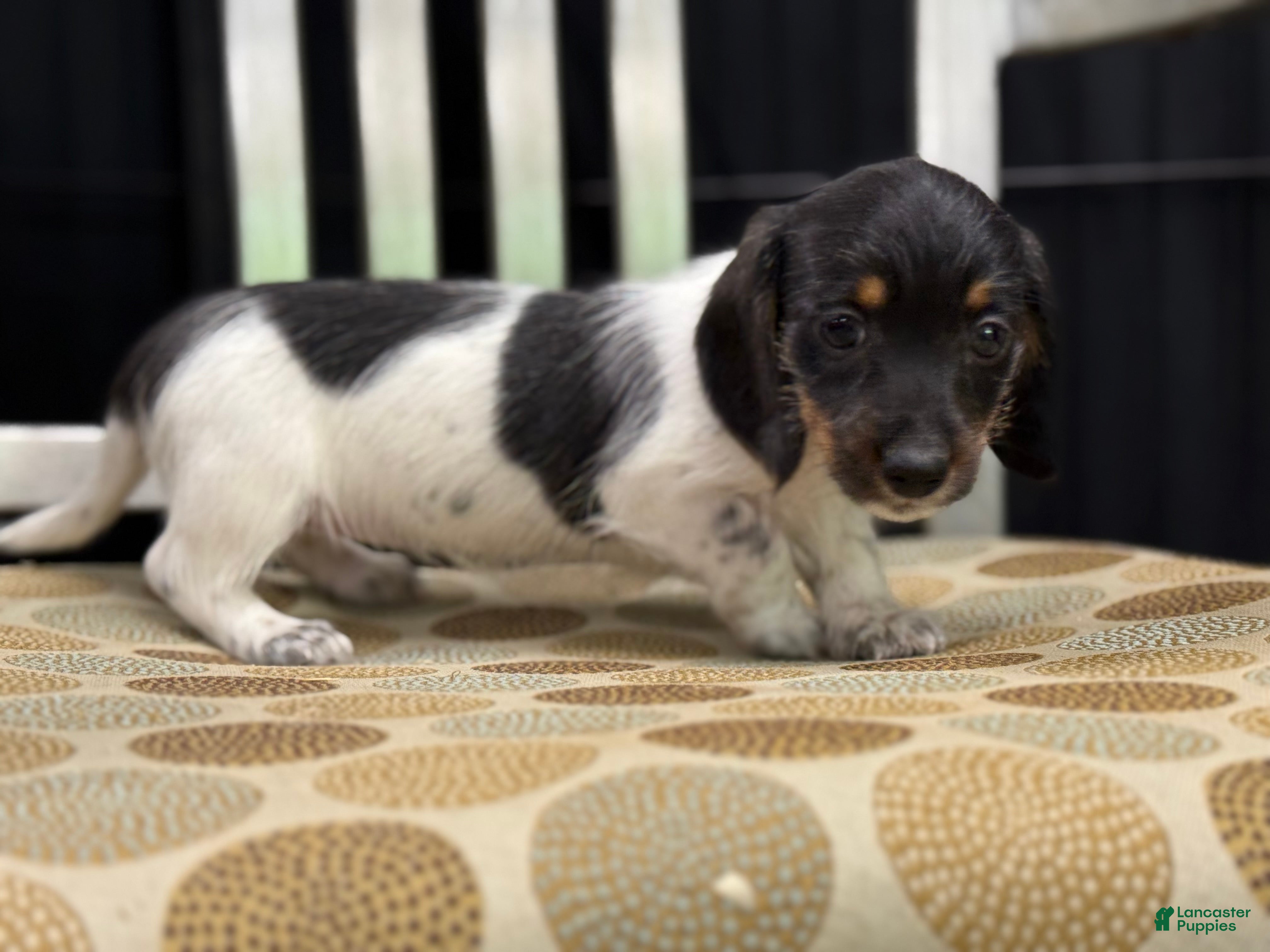 Miniature Dachshund dogs Wire Coat Girl - Ad 9