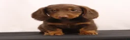 Dachshund dogs for sale: Hank  - Ad 11