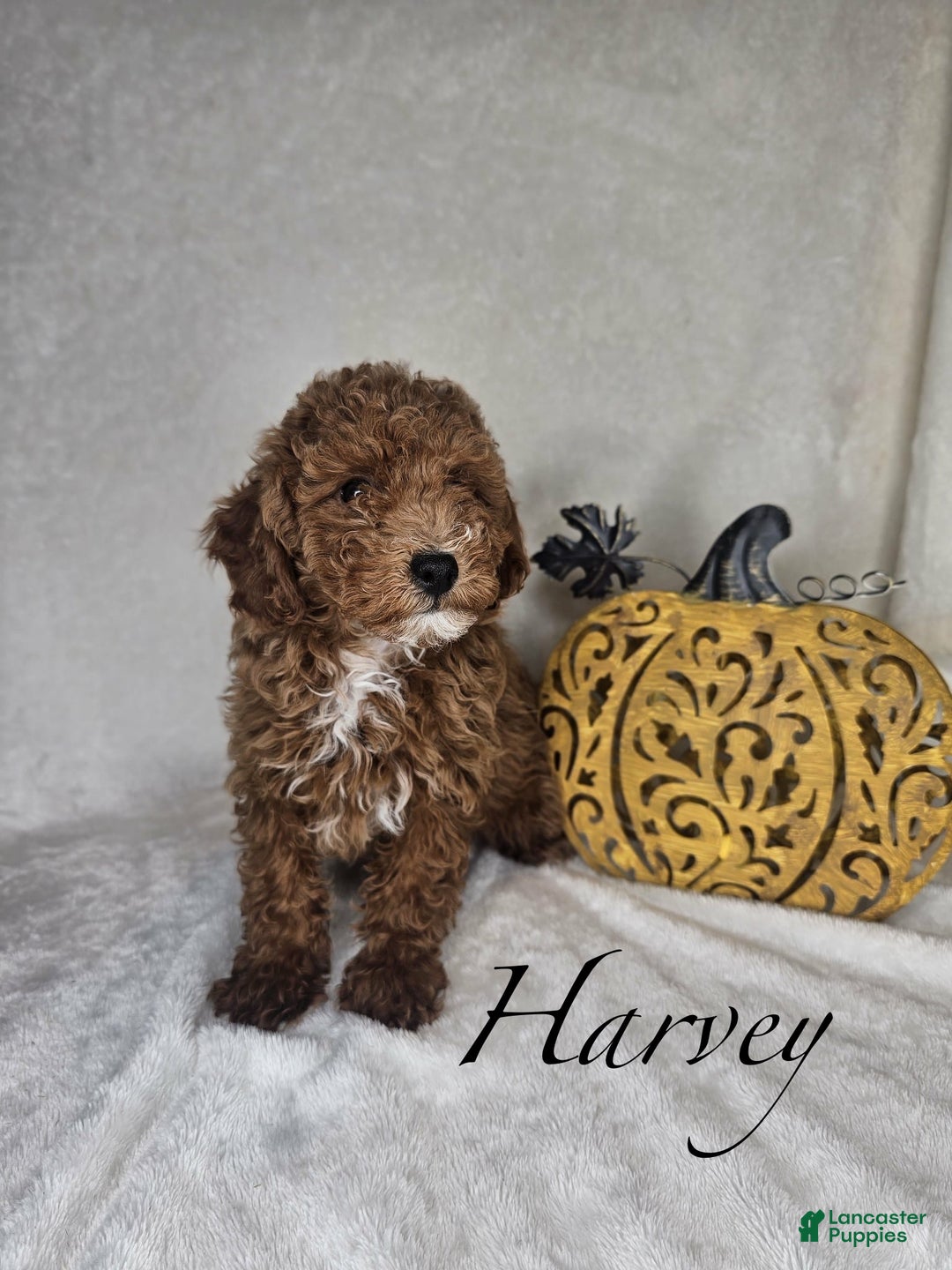 Miniature Poodle dogs for sale: Harvey - Ad 3