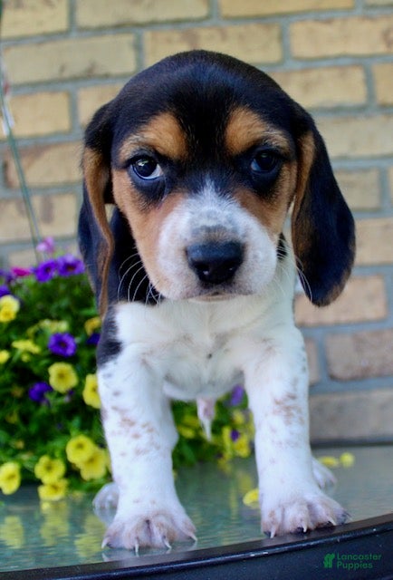 Beagle dogs for sale: Charlie - Ad 2