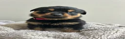 Rottweiler dogs for sale: Pixy - Ad 3