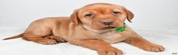 Labrador Retriever dogs for sale: Nikki - Ad 2