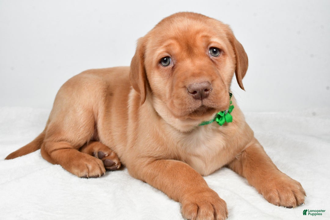 Labrador Retriever dogs for sale: Nikki - Ad 2