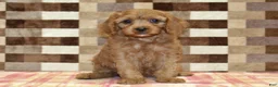 Cavapoo dogs for sale: Ellie - Ad 3