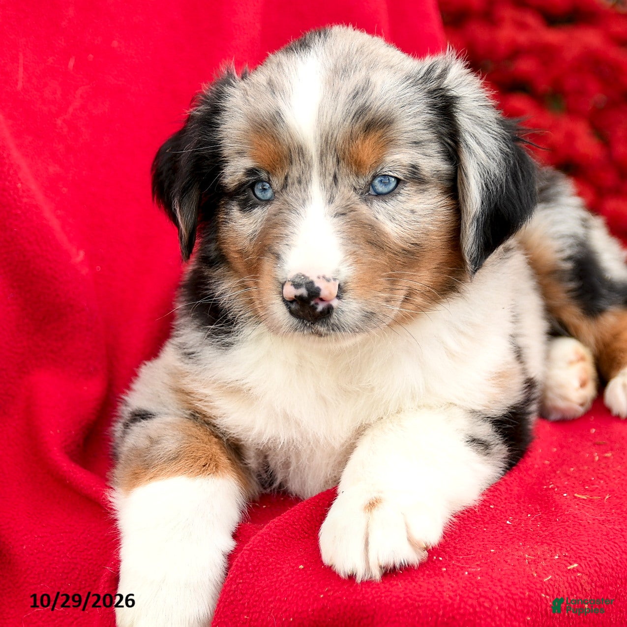 Australian Shepherd dogs for sale: Murphy - Ad 2