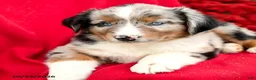 Australian Shepherd dogs for sale: Murphy - Ad 2