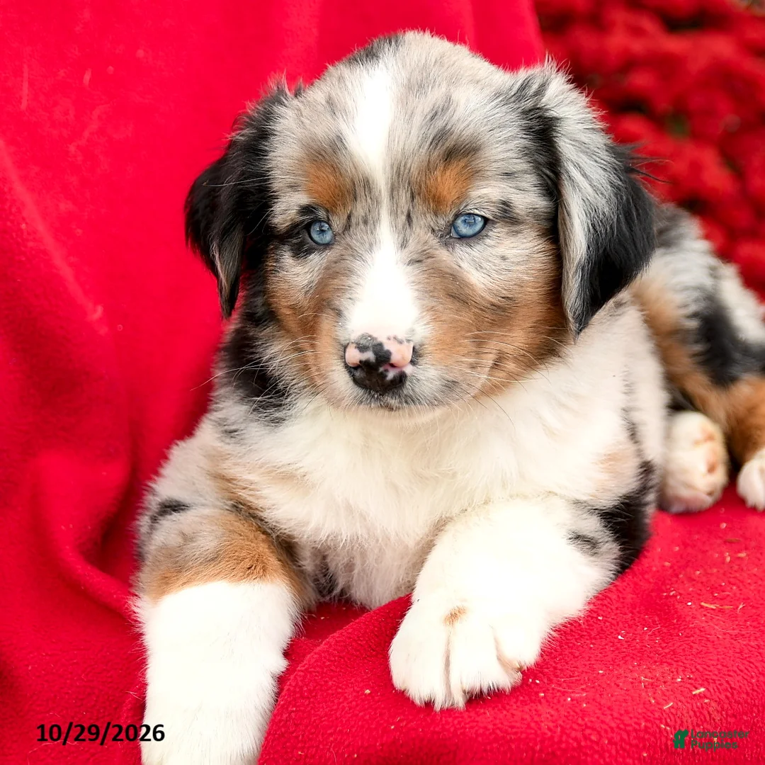 Australian Shepherd dogs for sale: Murphy - Ad 2