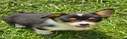 Welsh Corgi Pembroke dogs for sale: Brea  - Ad 10