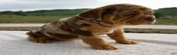 Beabull dogs for sale: Mila - Ad 3