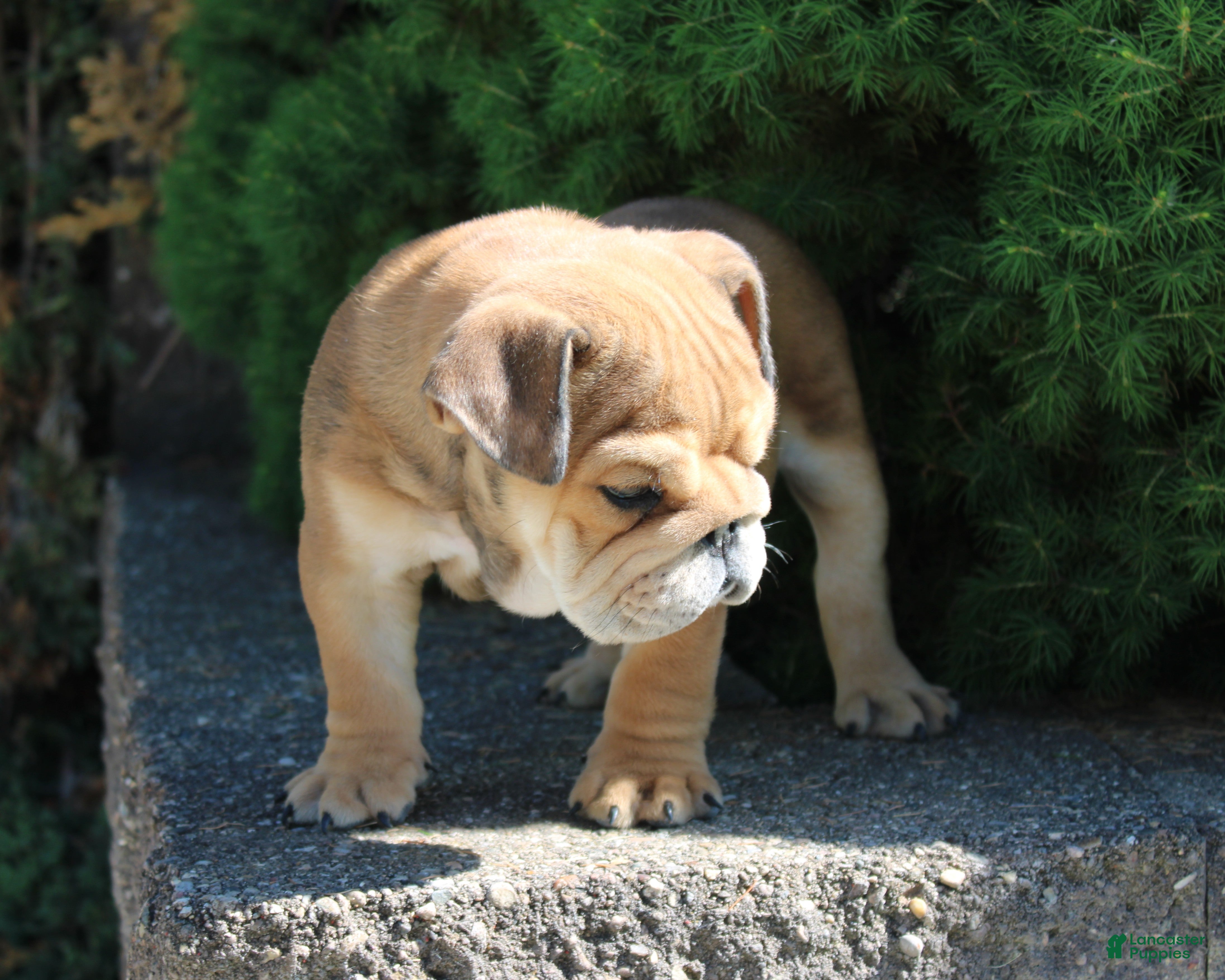 English Bulldog dogs for sale: Zeus - Ad 4