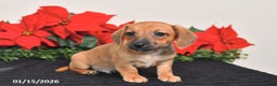 Miniature Dachshund dogs for sale: Jesse - Ad 1