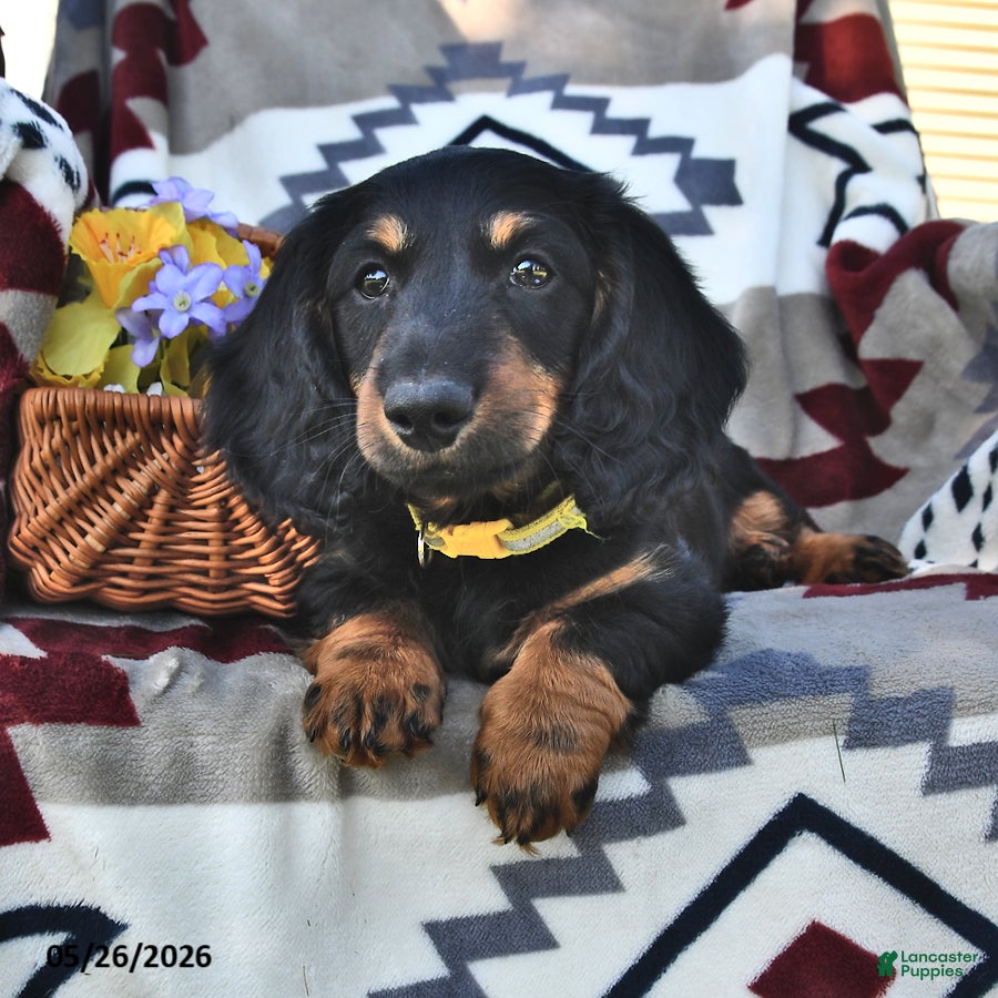 Miniature Dachshund dogs Artie - Ad 1