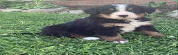 Bernese Mountain Dog dogs for sale: Blaze  - Ad 2