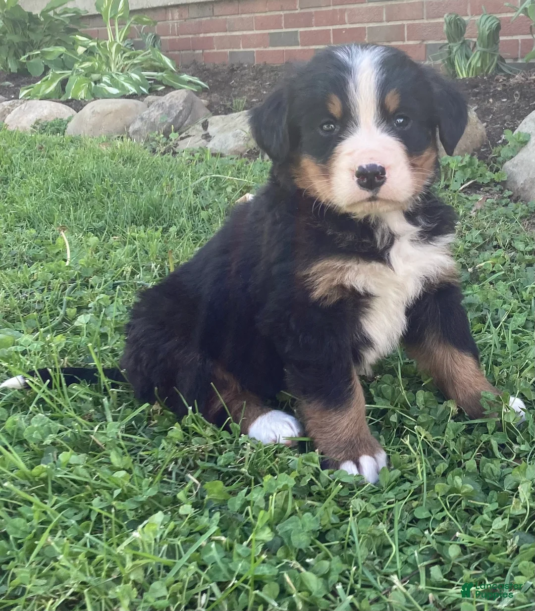 Bernese Mountain Dog dogs for sale: Blaze  - Ad 2