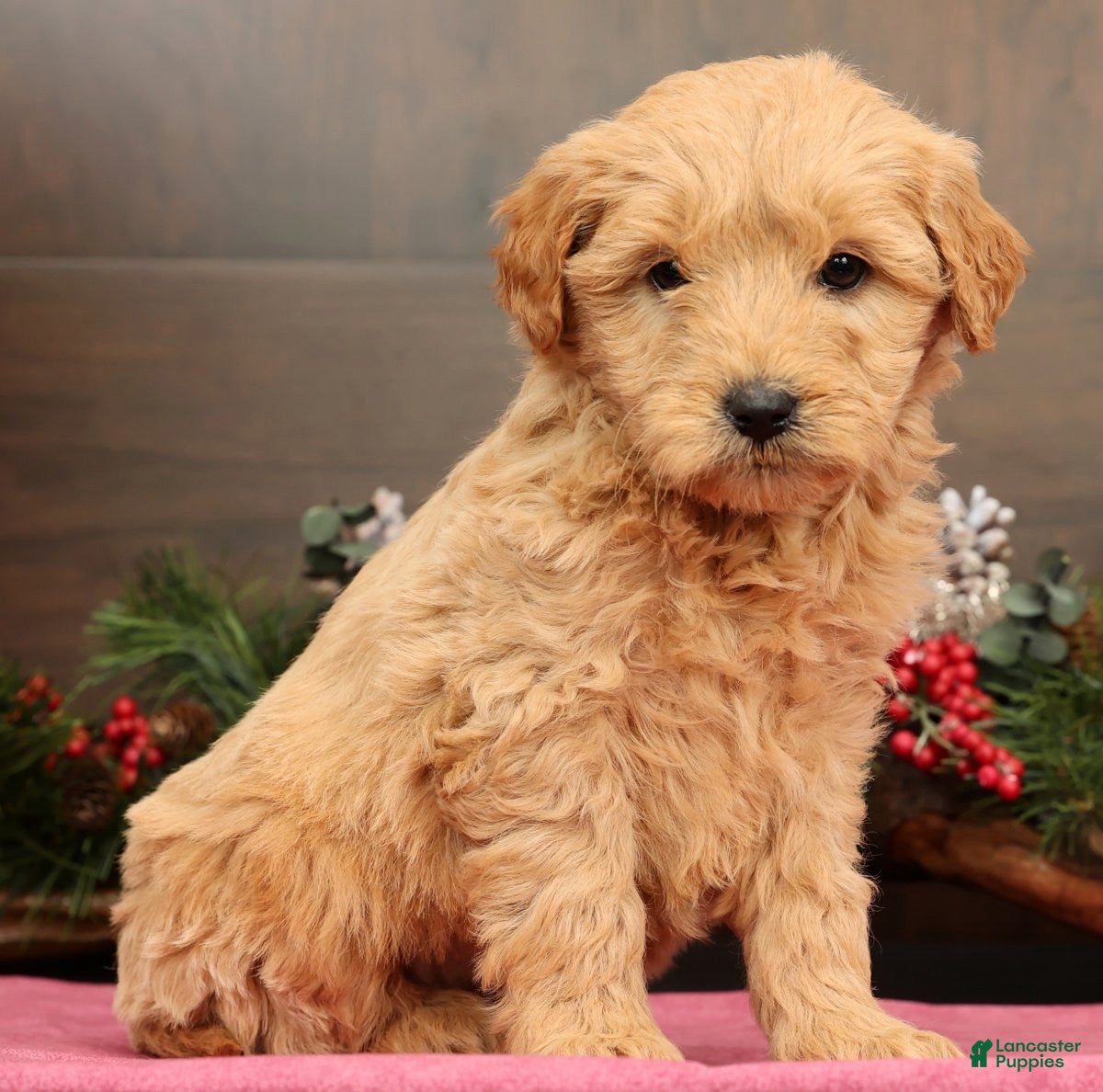 Mini Goldendoodle dogs Penelope - Ad 4